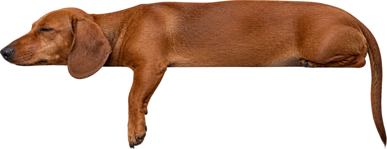 A dachshund asleep along the top edge, one paw hanging down