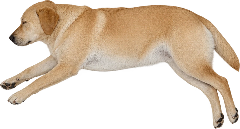 A dog stretched out, seen from above